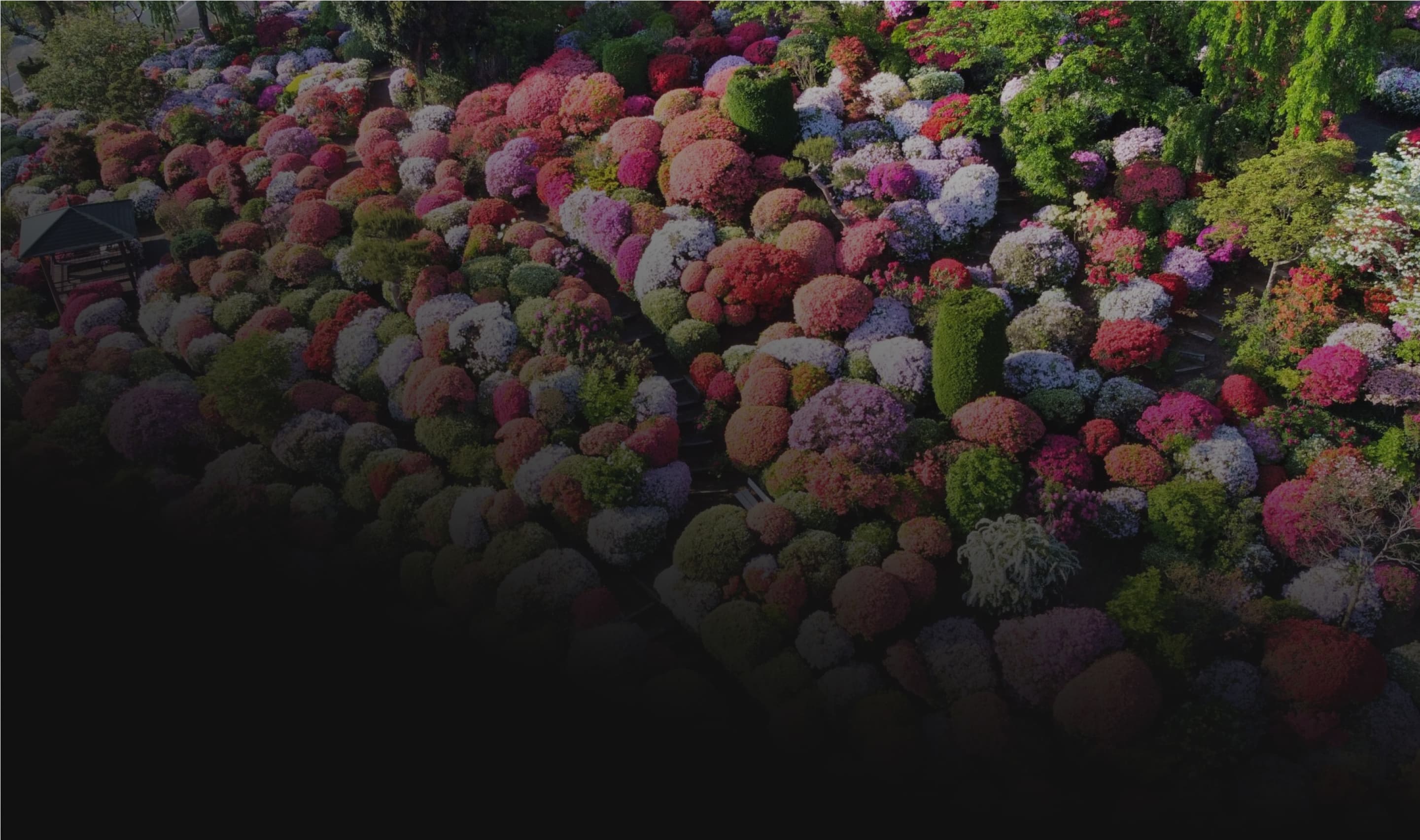 Service Background Top